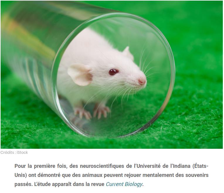 sciencepost.fr cest-desormais-prouve-les-animaux-peuvent-rejouer-mentalement-des-souvenirs-passes.jpg