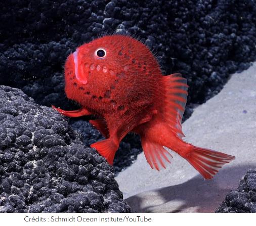 In the Southeast Pacific, off the coast of Chile, underwater mountains create a breathtaking deep-sea landscape where cold-water corals, intricate glass sponges, anemones, and a host of creatures that captivate the imagination are thriving. Nearly half of the animals living here exist nowhere else on Earth.