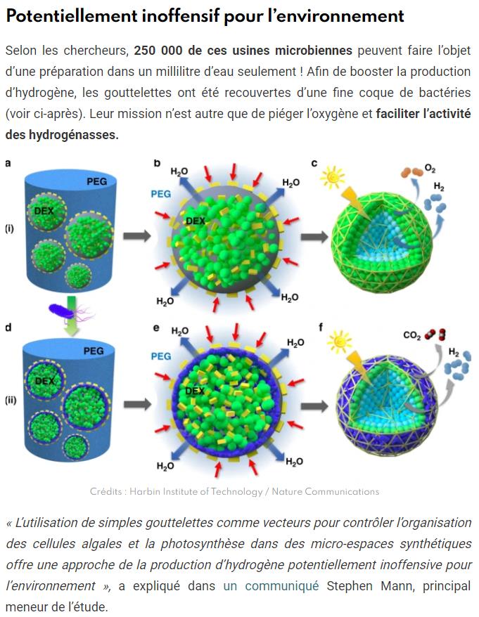 sciencepost.fr des-algues-piegees-dans-des-gouttelettes-peuvent-produire-de-lhydrogene.jpg