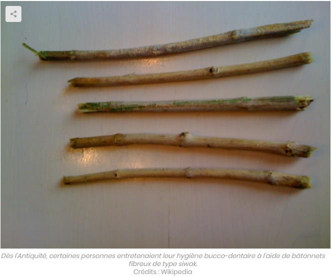sciencepost.fr voici-le-siwak-la-brosse-a-dents-naturelle.jpg