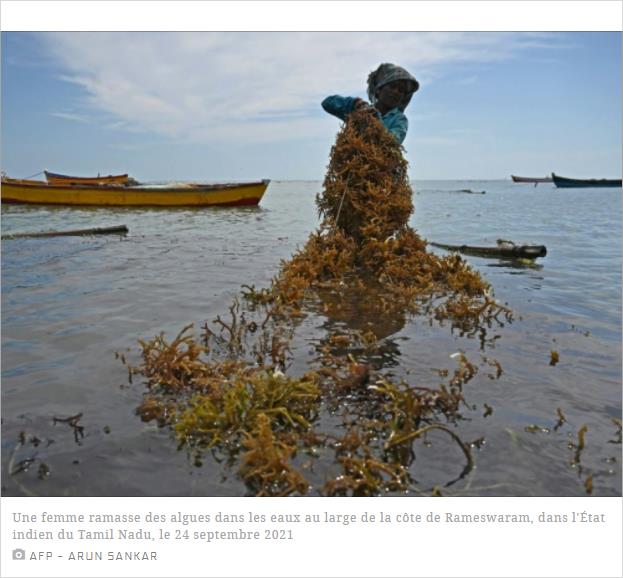 sciencesetavenir.f la-culture-miracle-des-algues-marines-devoreuses-de-co2-prend-son-essor-en-inde.jpg