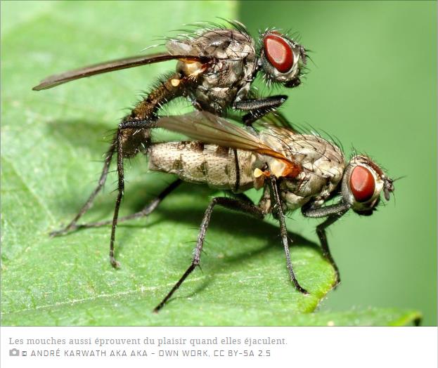 sciencesetavenir.fr animaux arthropodes l-orgasme-de-la-mouche-qui-ejacule.jpg