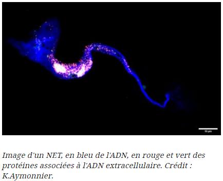 sciencesetavenir.fr ces-cellules-qui-jettent-des-filets-pour-emprisonner-les-microbes.jpg