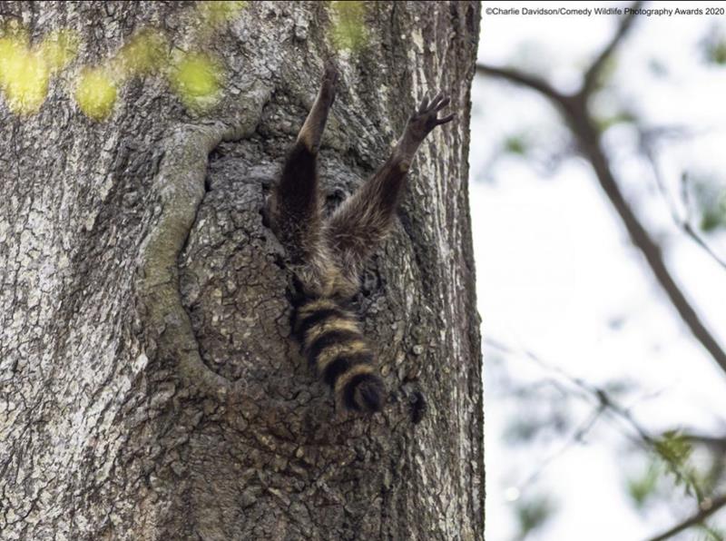 sciencesetavenir.fr comedy-wildlife-photography-awards-2020-les-gagnants-du-concours-photo-devoiles.jpg