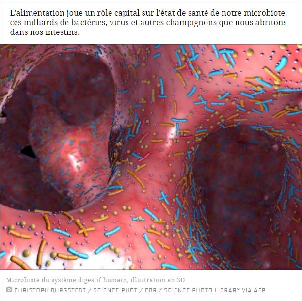 sciencesetavenir.fr microbiote-intestinal-ces-bacteries-qui-nous-veulent-du-bien.jpg