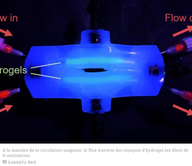 sciencesetavenir.fr un-hydrogel-resistant-aux-vibrations.jpg