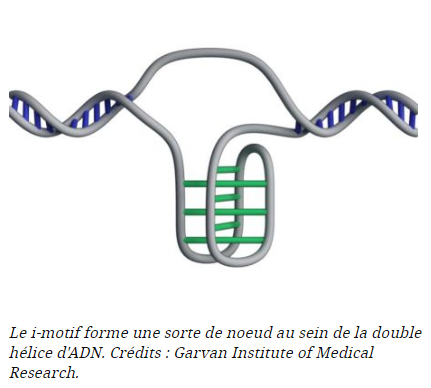 sciencesetavenir.fr une-nouvelle-forme-d-adn-en-noeuds-appelee-i-motif-enfin-observee-dans-des-cellules-humaines.png