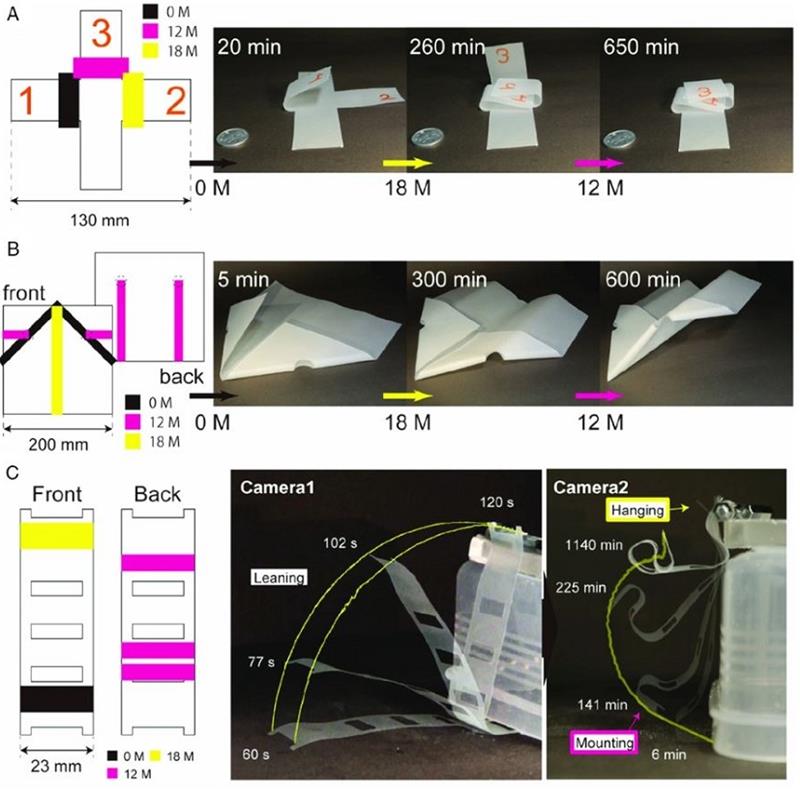 shibaura-it.ac.jp news Plant Inspired - Printing Self-Folding Paper Structures for Future Mechatronics.jpg