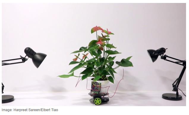 spectrum.ieee.org automaton robotics robotics-hardware this-plant-is-driving-its-own-robot.jpg