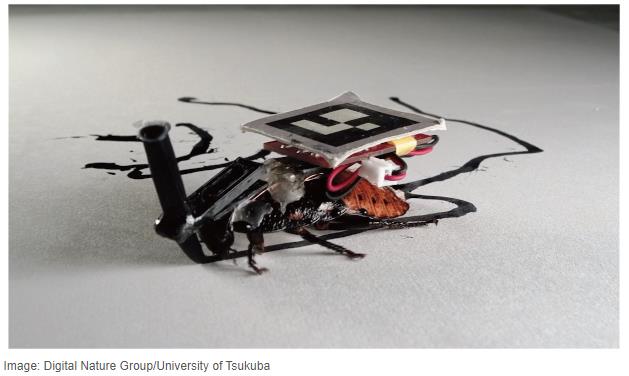 spectrum.ieee.org robotics-hardware swarm-of-cyborg-cockroaches.jpg