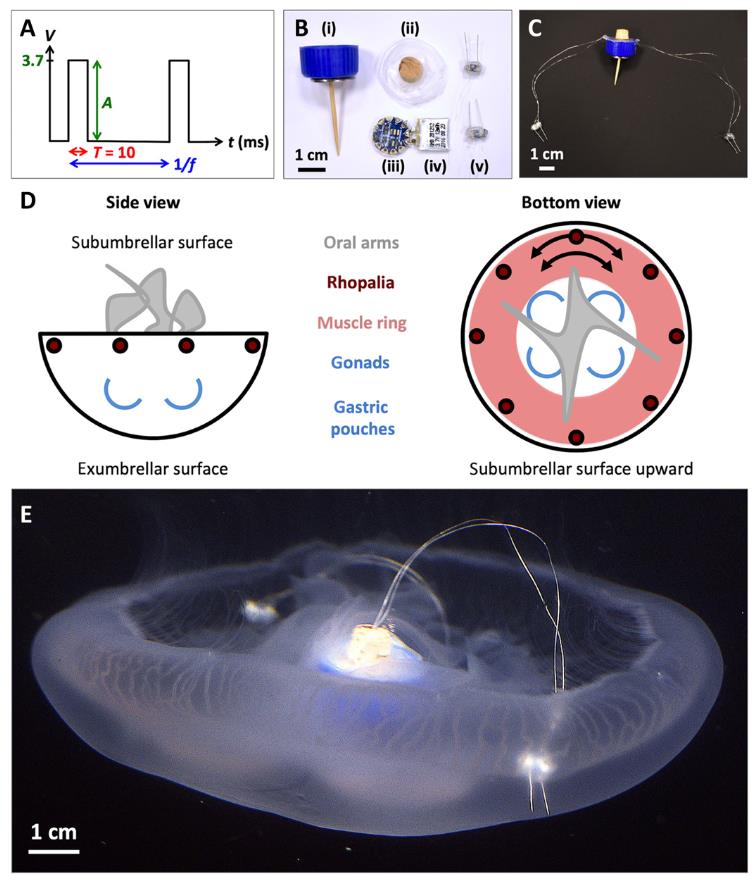 spectrum.ieee.org sea-jellies-triple-swimming-speed-through-cybernetic-implants.jpg