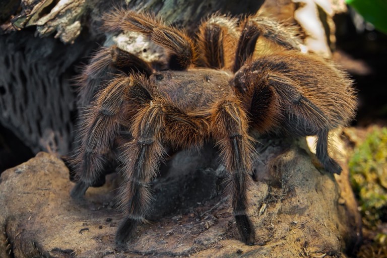 spider-653655_960_720-768x512.jpg