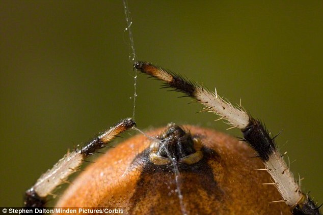 spiders_with_graphene.jpg