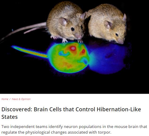 the-scientist.com news-opinion discovered-brain-cells-that-control-hibernation-like-states.jpg