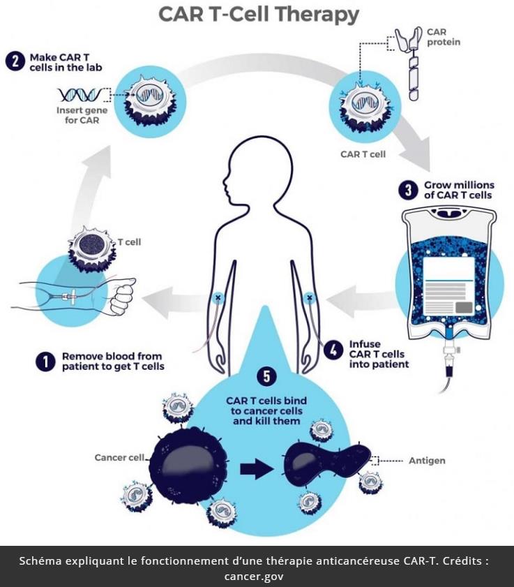 trustmyscience.com cancer-decouverte-nouveau-recepteur-cellulaire-pourrait-revolutionner-therapies-lymphocytes-t.jpg