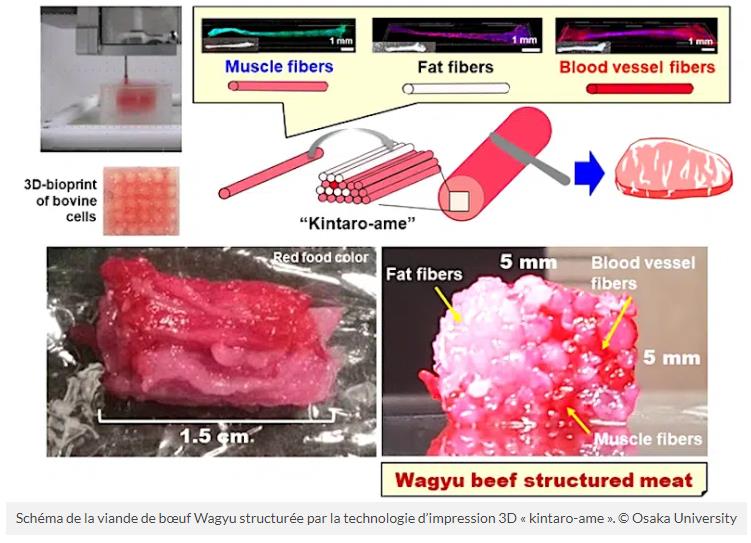 trustmyscience.com chercheurs-japonais-impriment-3d-boeuf-kobe-cultive-laboratoire.jpg