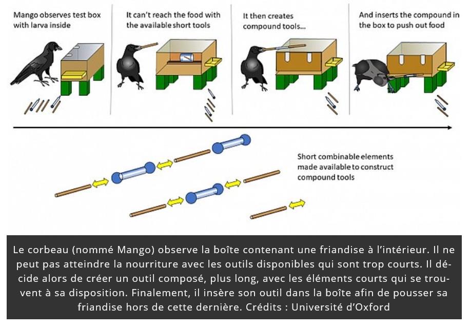 trustmyscience.com corbeaux-capables-construction-outils-composes.jpg