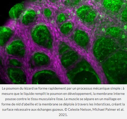 trustmyscience.com developpement-particulier-poumons-anole-brun-pourrait-servir-ingenierie-poumons-artificiels.jpg