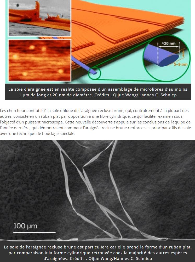 trustmyscience.com formidable-resistance-soie-araignee-mise-en-evidence.jpg