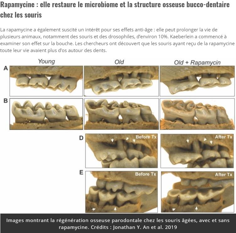 trustmyscience.com medicament-restaure-microbiome-structure-bucco-dentaire-souris.jpg