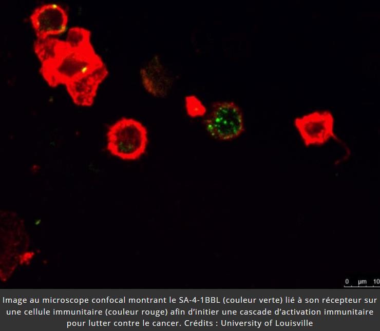 trustmyscience.com molecule-systeme-immunitaire-efficace-pour-prevenir-cancer.jpg