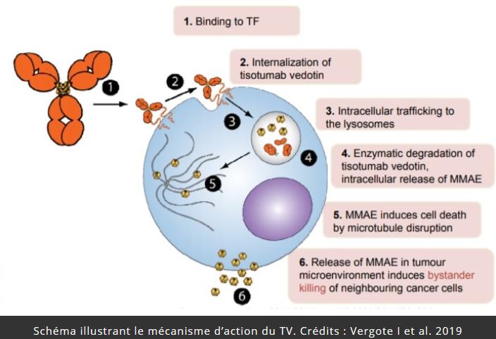 trustmyscience.com nouveau-traitement-cancer-cheval-troie-resultats-prometteurs-6-types-de-cancer.jpg