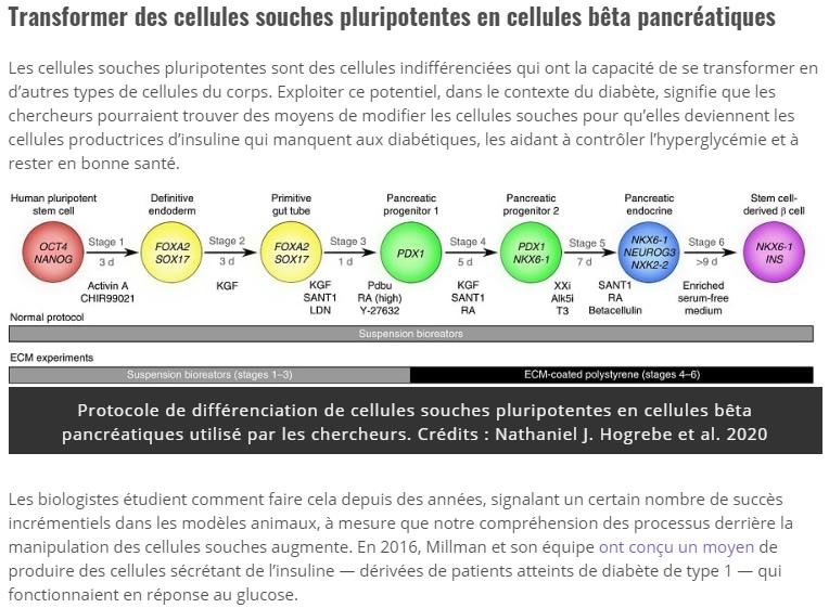 trustmyscience.com nouvelle-proedure-cellules-souches-gueri-souris-atteintes-diabete.jpg