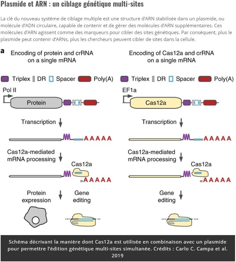 trustmyscience.com nouvelle-version-crispr-permet-edition-multigenes-simultanee.jpg