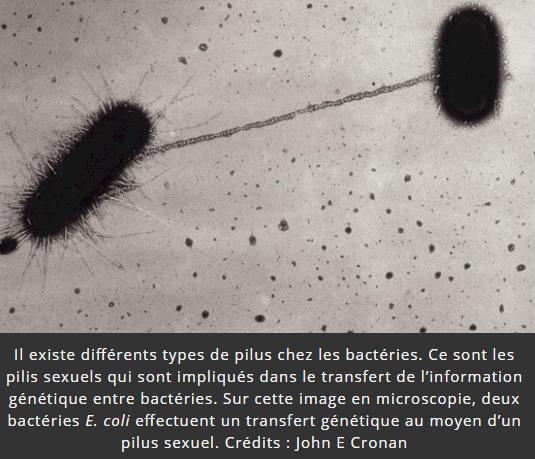 trustmyscience.com observation-inedite-bacterie-harponne-adn-bacterie-morte.jpg