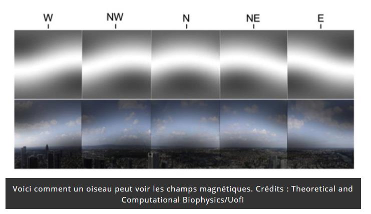 trustmyscience.com oiseaux-voient-champs-magnetiques.jpg