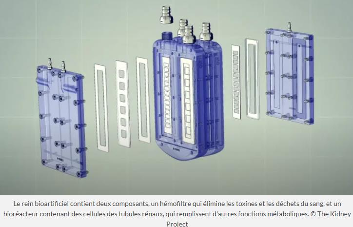 trustmyscience.com premier-rein-bioartificiel-autonome-phase-test.jpg