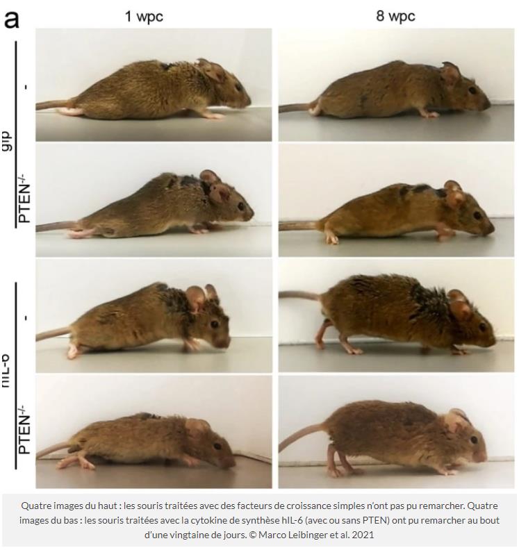 trustmyscience.com proteine-synthetique-permet-souris-paralysees-de-remarcher.jpg