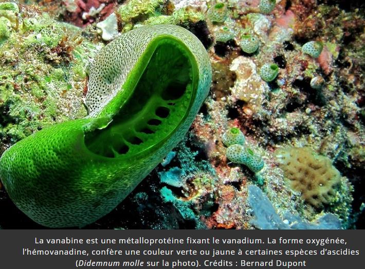 trustmyscience.com quelles-sont-les-differentes-couleurs-du-sang-dans-le-regne-animal.jpg