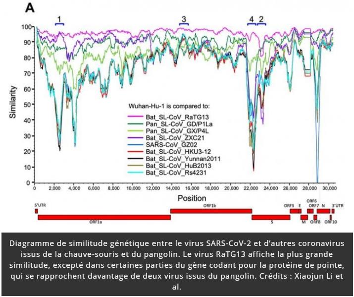 trustmyscience.com sars-cov-2-resulte-combinaison-deux-virus-differents.jpg