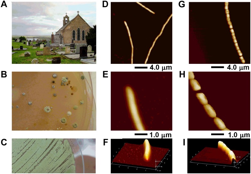 trustmyscience.com_traitement-druidique-demontre-la-possibilite-d-eradiquer-superbacteries-d-aujourdhui.jpg