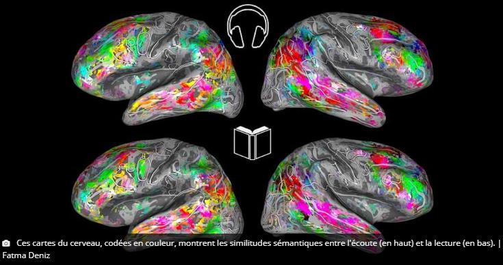 trustmyscience.com une-carte-3d-du-cerveau-permet-de-deviner-ce-que-vous-lisez.jpg