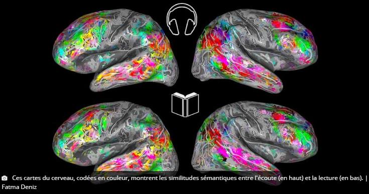 trustmyscience.com une-carte-3d-du-cerveau-permet-de-deviner-ce-que-vous-lisez.jpg