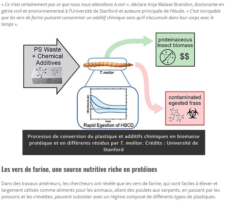 trustmyscience.com vers-farine-pourraient-aider-reduire-dechets-plastiques.jpg