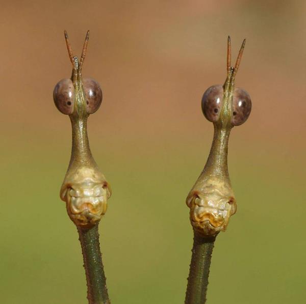 twitter.com StrangeAnimaIs A pair of horsehead grasshoppers.jpg
