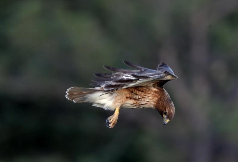 youtube.com 2021 Audubon Photography Awards- Video Category Winner.jpg