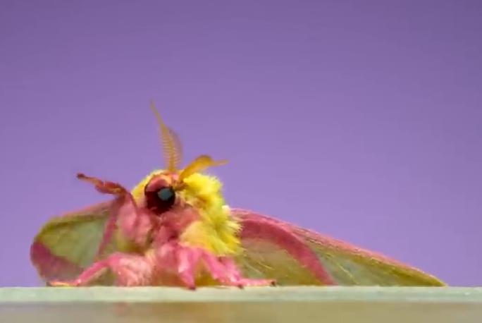 youtube.com Ant Lab - 7 Spectacular Moths in Slow Motion.jpg