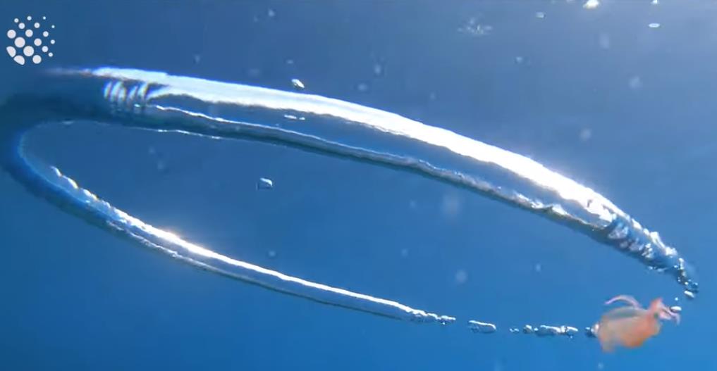 youtube.com Jellyfish goes for a spin after wrapping itself around bubble ring.jpg