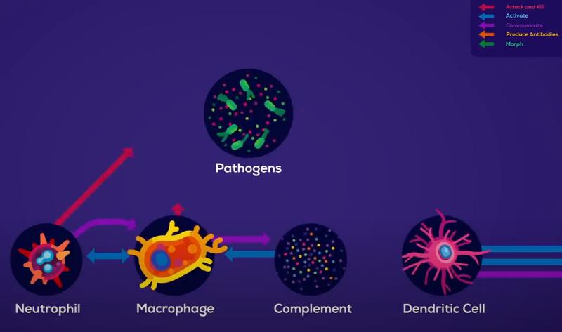 youtube.com Kurzgesagt – In a Nutshell - How The Immune System ACTUALLY Works – IMMUNE.jpg
