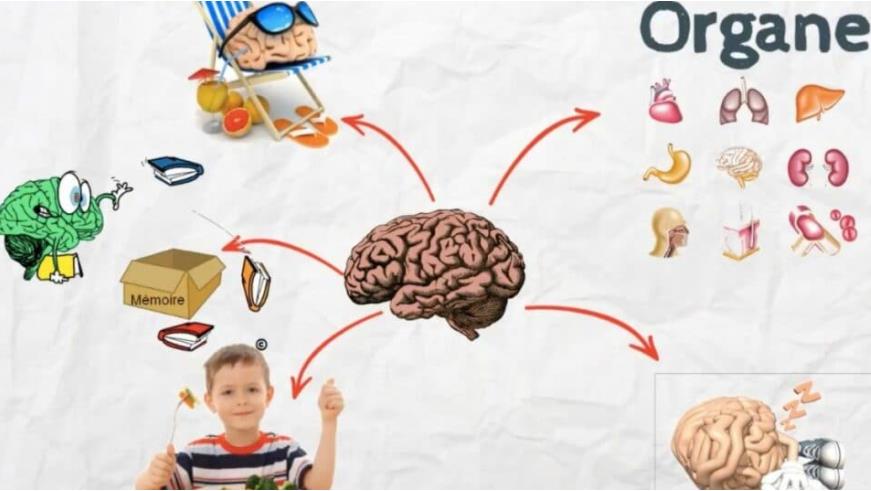 Ma tre Lucas Fonctionnement Du Cerveau Sciences Questionner Le Ma tre Lucas Fonctionnement Du Cerveau Sciences Questionner Le